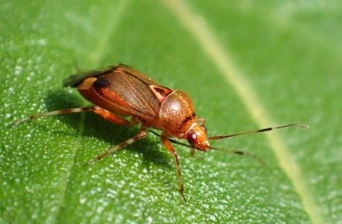 Réf. 206 707 : Deraeocoris flavilinea